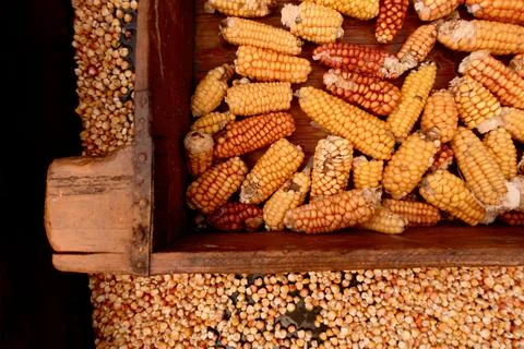 Dried ripe corn cobs. Corn in a wooden box. Stock Photos