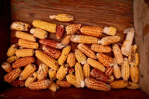 Dried ripe corn cobs. Corn in a wooden box. Stock Photos