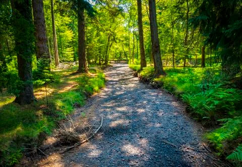 Dried up river bed in the New Forest Stock Photos