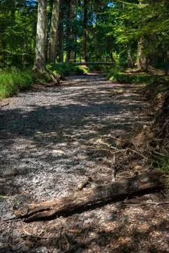 Dried up river bed in the New Forest Stock Photos