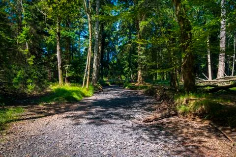 Dried up river bed in the New Forest Stock Photos