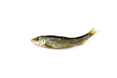 Dried river fish Stock-Fotos