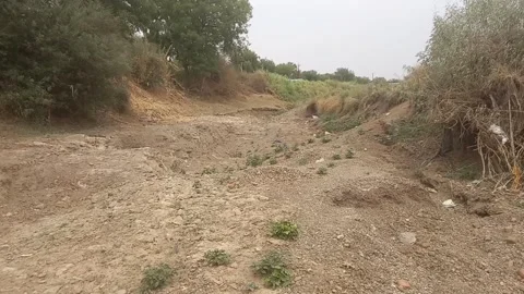 Dried Riverbed – Cracked Earth and Nature's Tenacity Stock Footage 308154476
