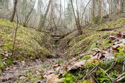 A dried-up riverbed in the forest with fallen trees Stock Photos
