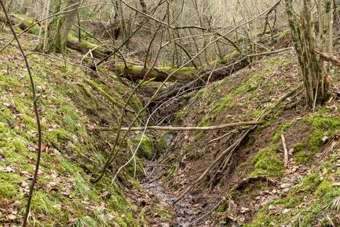 A dried-up riverbed in the forest with fallen trees Stock Photos