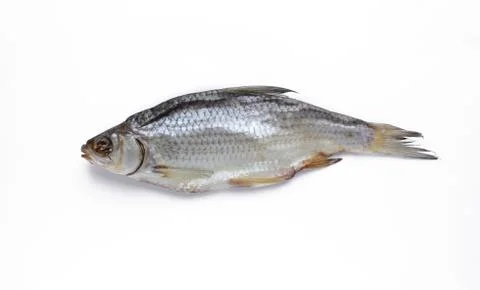 Dried roach on white background Stock Photos