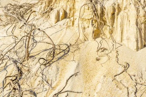 Dried roots on the sandy beach. Tree roots on a cut of land. Desert landscape. Stock Photos
