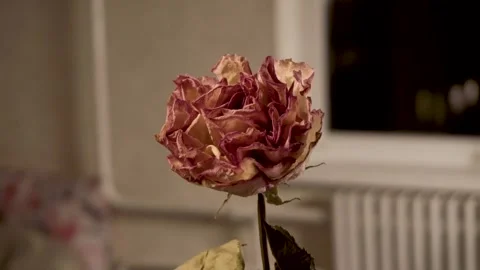 Dried rose 4K Stock Footage 325988458