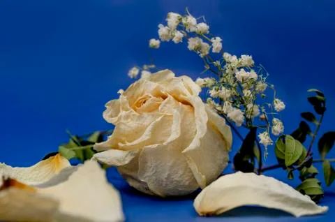 Dried rose Bud on a blue background, bokeh. Stock Photos