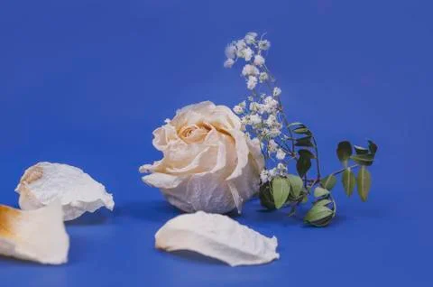 Dried rose Bud on a blue background, bokeh. Stock Photos