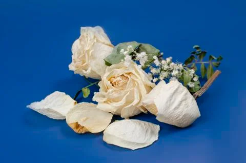 Dried rose Bud on a blue background, bokeh. Stock Photos