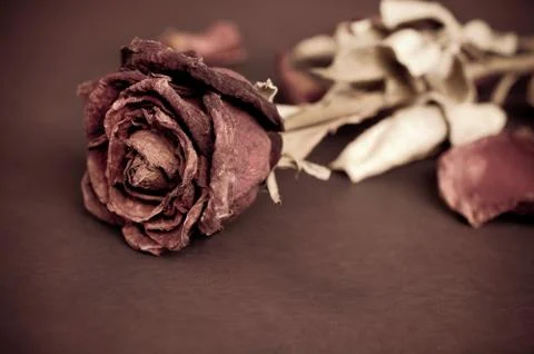 Dried rose, dead rose Foto stock
