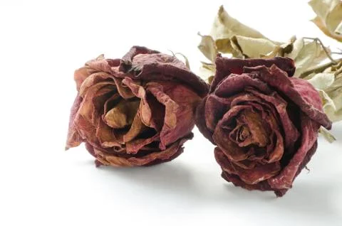 Dried rose, dead rose Photos