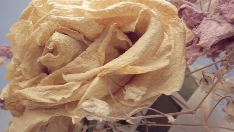 Dried rose flower Stock Footage 116808395