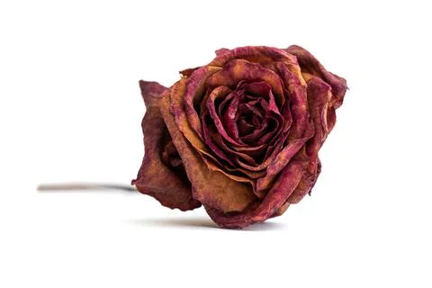 Dried rose flower with white background Stock Photos