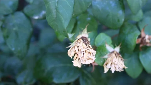 Dried rose in the garden Video stock 161568409