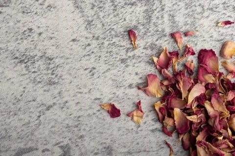 Dried rose on gray background, frame for text. Stock Photos