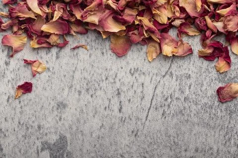 Dried rose on gray background, frame for text. Foto stock