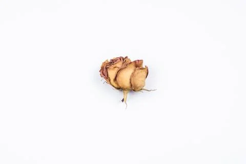A dried rose head. Stock Photos