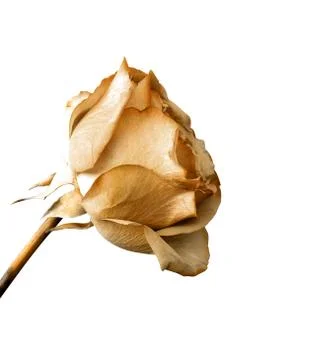 Dried rose isolate on white. Stock Photos