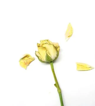 Dried rose isolate on white Stock Photos