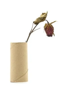 Dried rose isolated Stock Photos