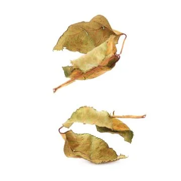 Dried rose leaf over white isolated background Stock Photos