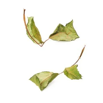 Dried rose leaf over white isolated background Stock Photos