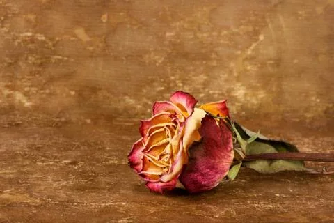 Dried rose on leather background Stock Photos