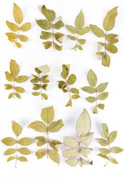 Dried Rose Leaves Layout with Delicate Autumn Veins. Stock Photos
