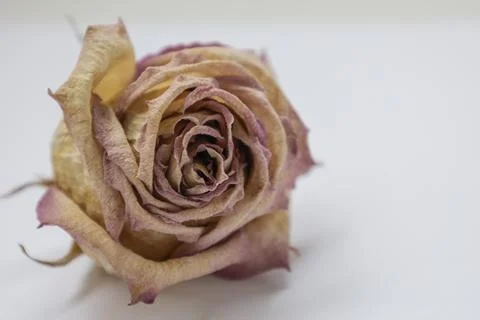 Dried rose on light background. Stock Photos