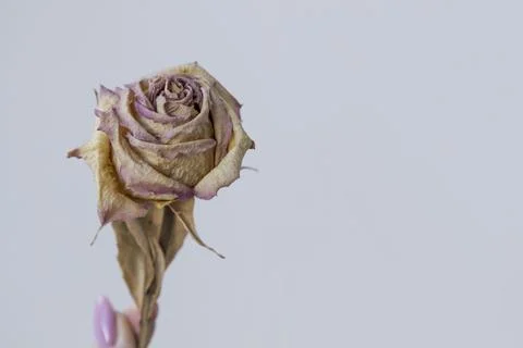 Dried rose on light background. Stock Photos