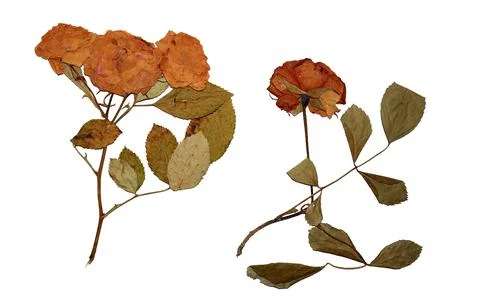 Dried rose in notebook on white background, top view Stock Photos