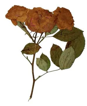 Dried rose in notebook on white background, top view Stock Photos
