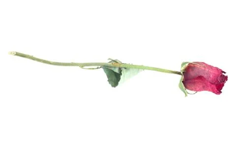 Dried rose Stock Photos