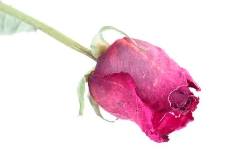 Dried rose Stock Photos