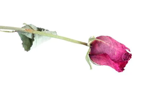 Dried rose Stock Photos