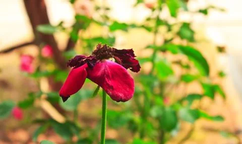 Dried rose Stock Photos