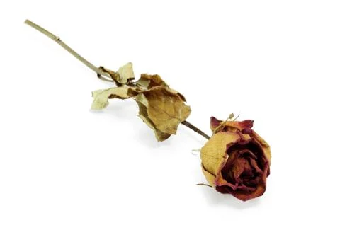 Dried rose Stock Photos