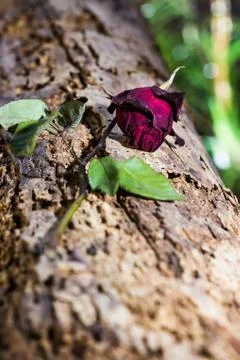 Dried rose Stock Photos