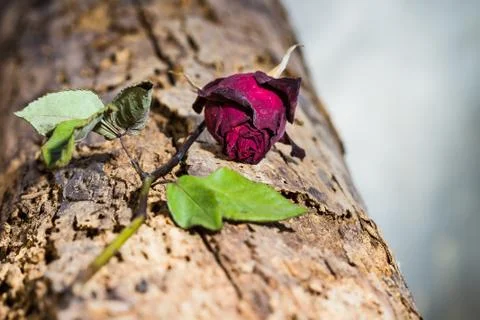 Dried rose Stock Photos