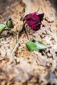 Dried rose Stock Photos
