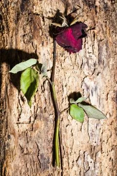 Dried rose Stock Photos