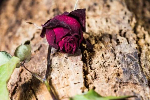 Dried rose Stock Photos