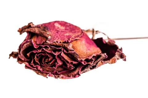Dried rose Foto stock