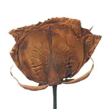 Dried rose Stock Photos