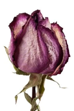 Dried rose Stock Photos