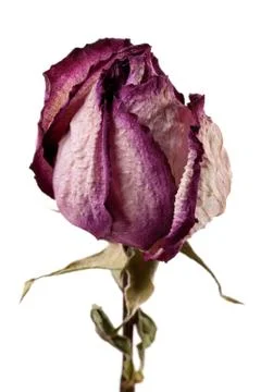 Dried rose Stock Photos