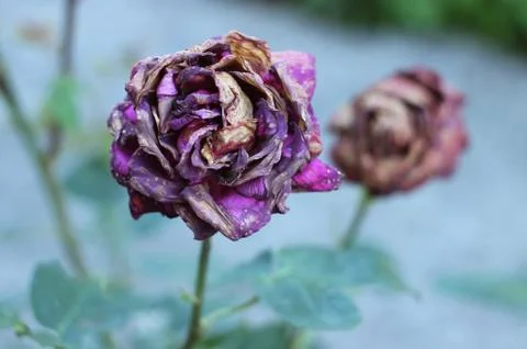 Dried rose Stockfoto's