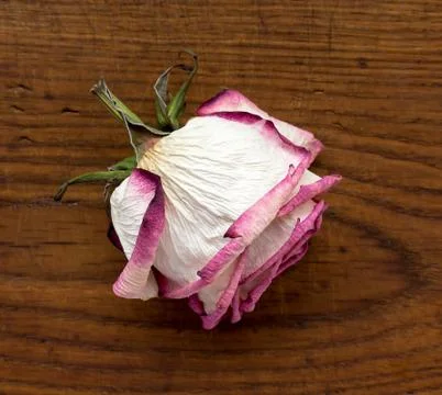 The dried rose. 스톡 사진